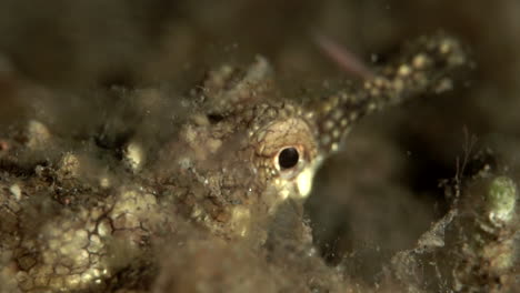 tiny fish with awesome camouflage hunting at night