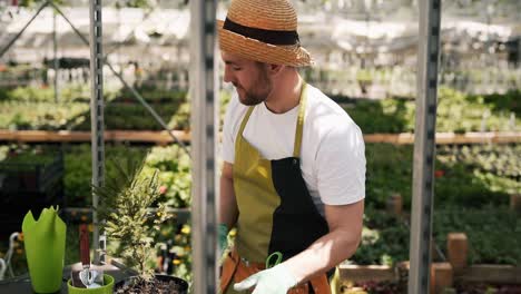 the gardener takes care of the christmas tree in a pot in the greenhouse