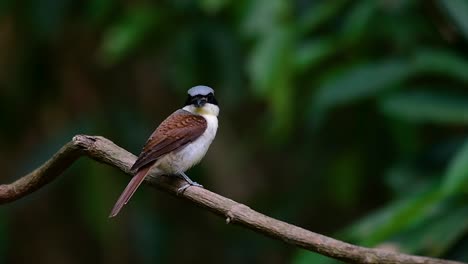 The-Tiger-Shrike-got-its-name-from-the-Tiger-like-pattern-on-its-feathers-as-it-is-also-a-predator-of-a-bird-that-feeds-on-insects,-very-small-mammals,-and-even-birds-of-its-size