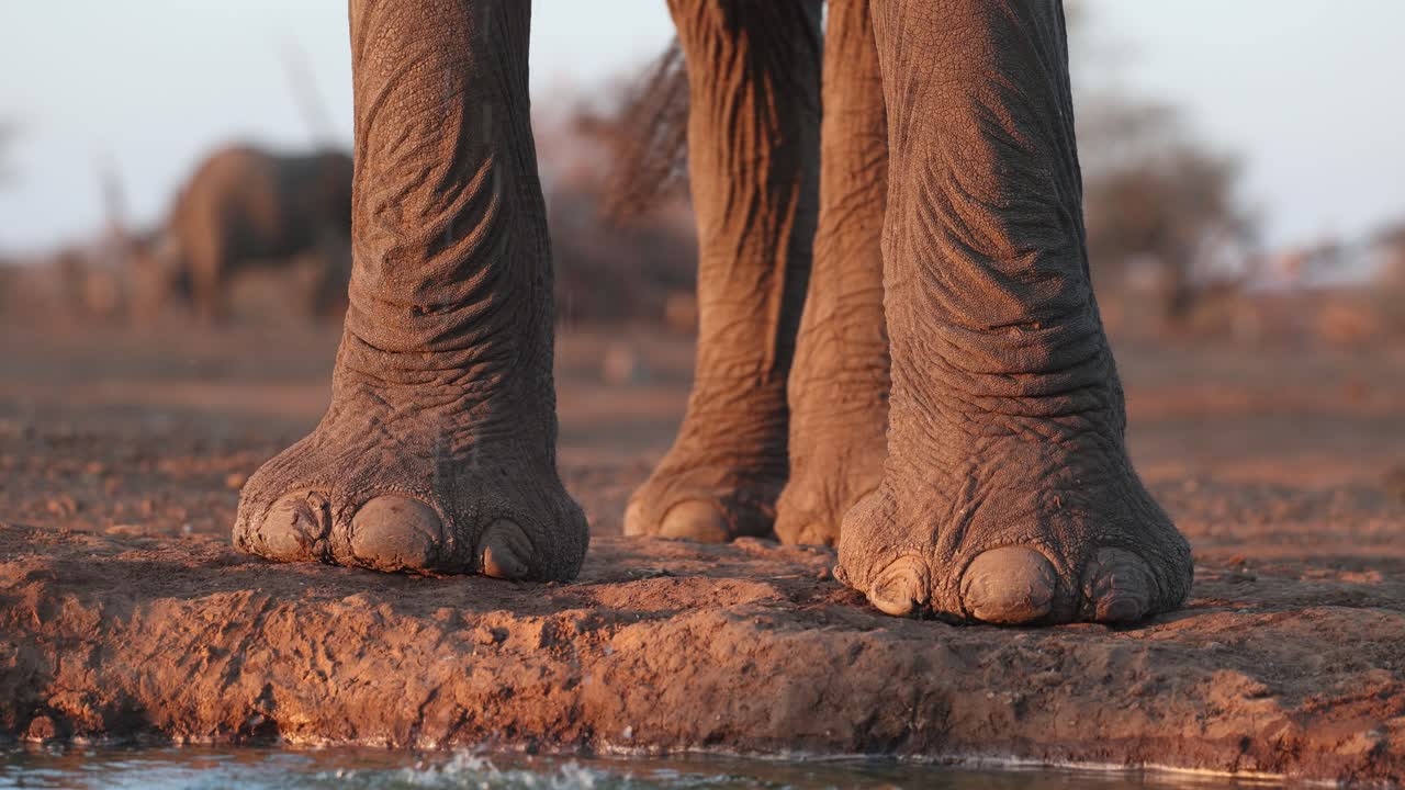 Closeup of African elephants' legs and trunk while drinking while more elephants feeding in the background, Mashatu Game Reserve