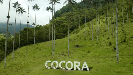 Giant-Wax-Palm-Trees-Surrounding-Cocora-Valley-Sign-on-Foggy-Day-in-Salento,-Colombia