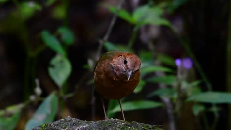 La-Pitta-De-Nuca-Oxidada-Es-Un-Ave-Confiada-Que-Se-Encuentra-En-Hábitats-De-Bosques-Montañosos-De-Gran-Altura,-Hay-Muchos-Lugares-En-Tailandia-Para-Encontrar-Esta-Ave