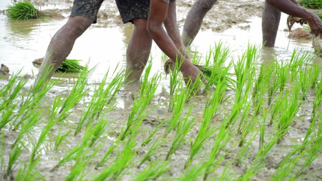 Agricultura,plantas-De-Cereales-De-Arroz,-Plantación