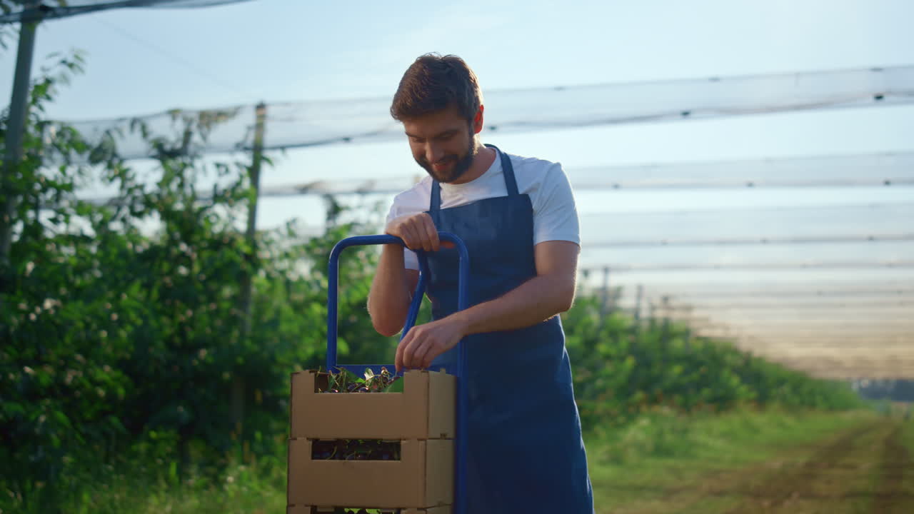 el agricultor feliz presenta la cosecha de bayas en una caja de madera en la casa de la plantación del huerto.