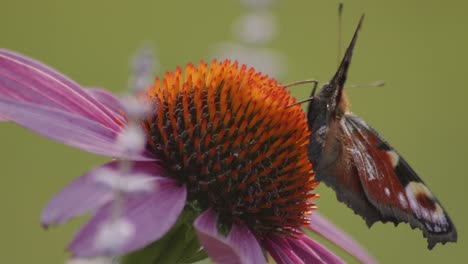 foto macro de mariposa pavo real europea con alas abiertas comiendo néctar en una flor cónica naranja