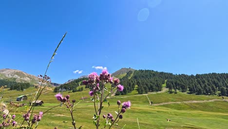 flores balanceándose frente al paisaje de la montaña