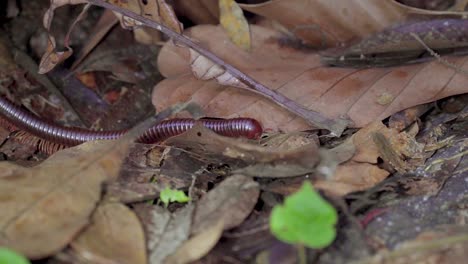 milpiés gigante asiático o milpiés rojo asiático arrastrándose sobre hojas secas en la selva tropical