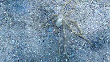 Mesmerizing-octopus-slowly-displaying-its-tentacles-underwater