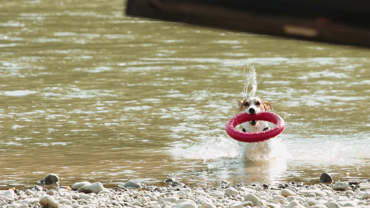 mujer jugando con el perro cerca del río