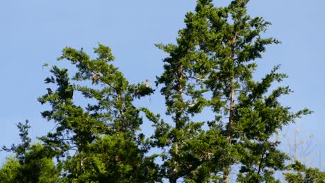 Cedar tree is ironically home to cedar waxwing birds in this nature scene