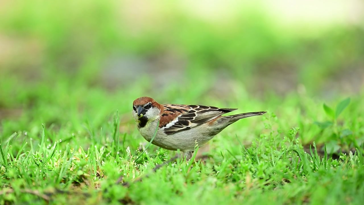 Naturfokuseret komposition, der præsenterer en spurv i et realistisk miljø