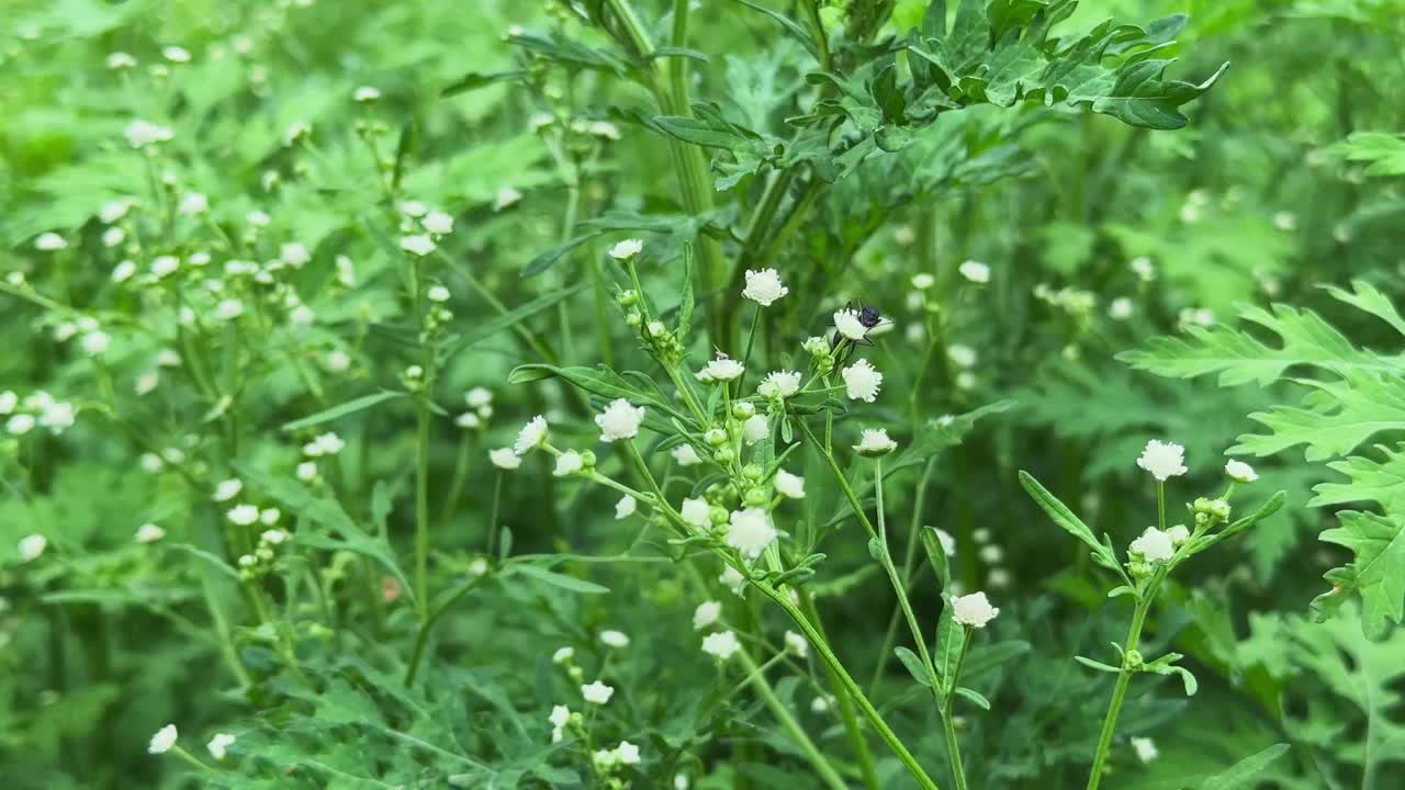 Closeup of an ant crawling on a flower of the weed known as Parthenium hysterophorus plant, it is known for its aggressive growth and potential to cause allergies and dermatitis