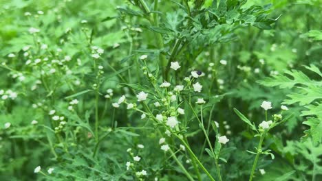 closeup of an ant crawling on a flower of the weed known as parthenium hysterophorus plant, it is known for its aggressive growth and potential to cause allergies and dermatitis