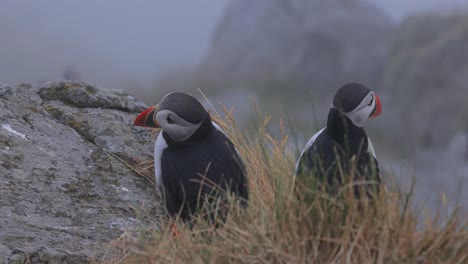 atlantic puffin (fratercula arctica), on the rock on the island of runde (norway).