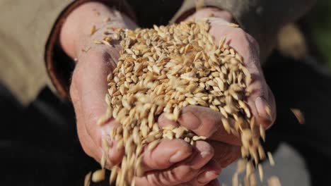 el agricultor inspecciona su cosecha con las manos sosteniendo semillas maduras de trigo.