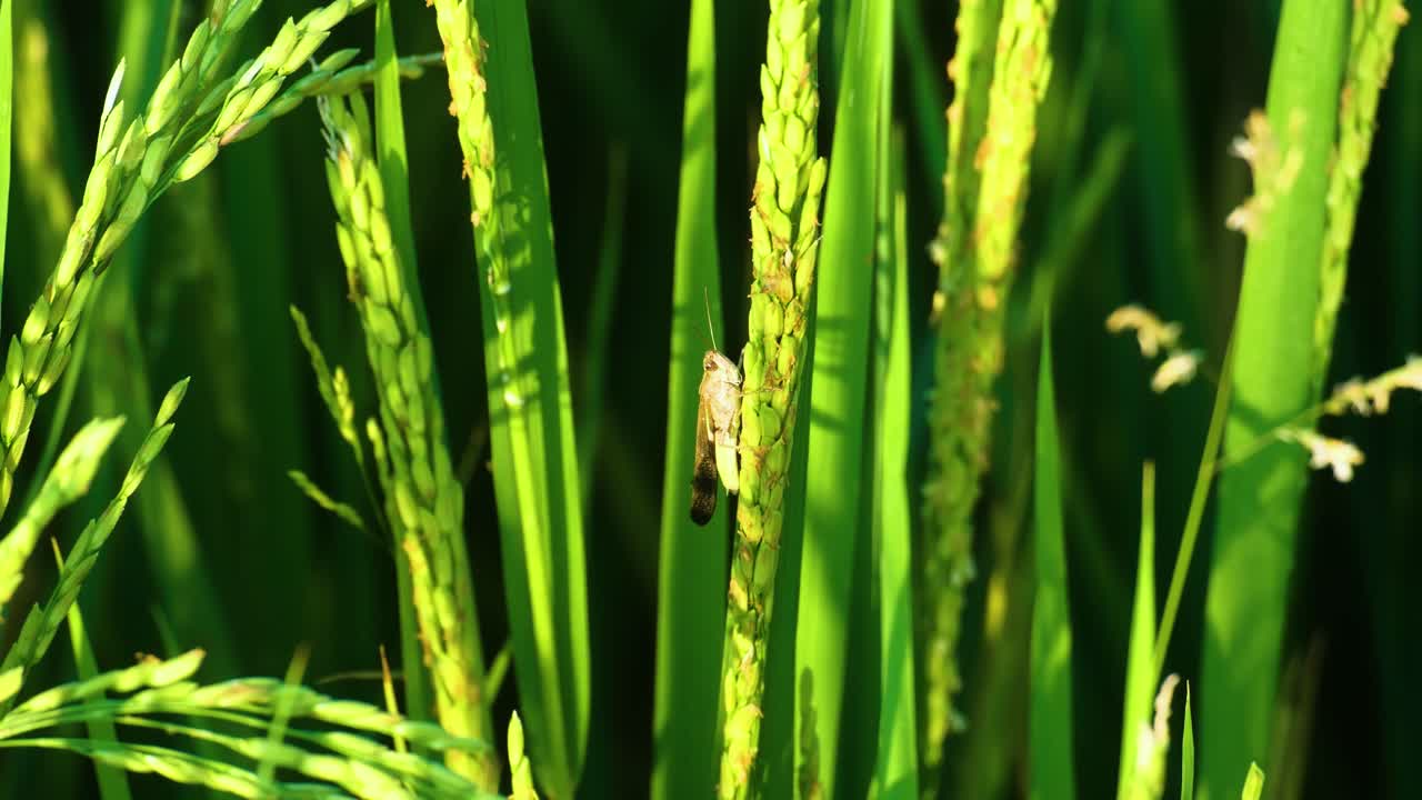Macro shot of a cricket insect resting on a green plant under bright sunlight, showcasing nature's beauty and detail.