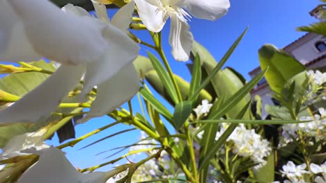 beautiful white flowers in a garden