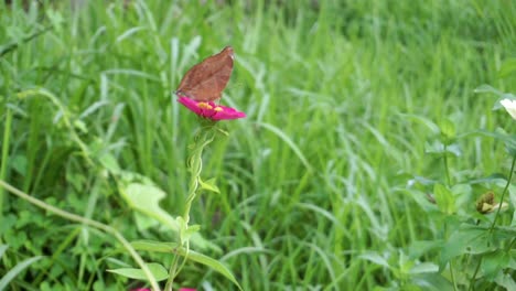 brown butterfly perched on a red flower on a background of bushes