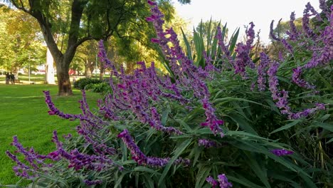 vibrant purple flowers in a lush green park