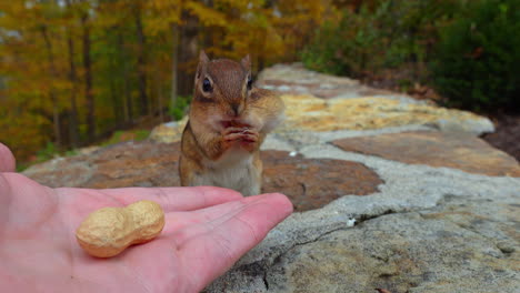 close up of hand feeding peanuts to a cute chipmunk