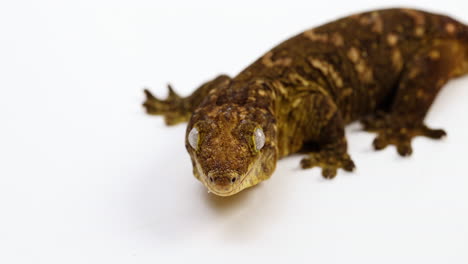 Tokay-gecko-looks-up-towards-camera---isolated-on-white-background