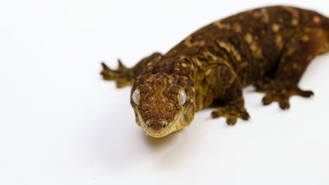 tokay gecko looks up towards camera - isolated on white background