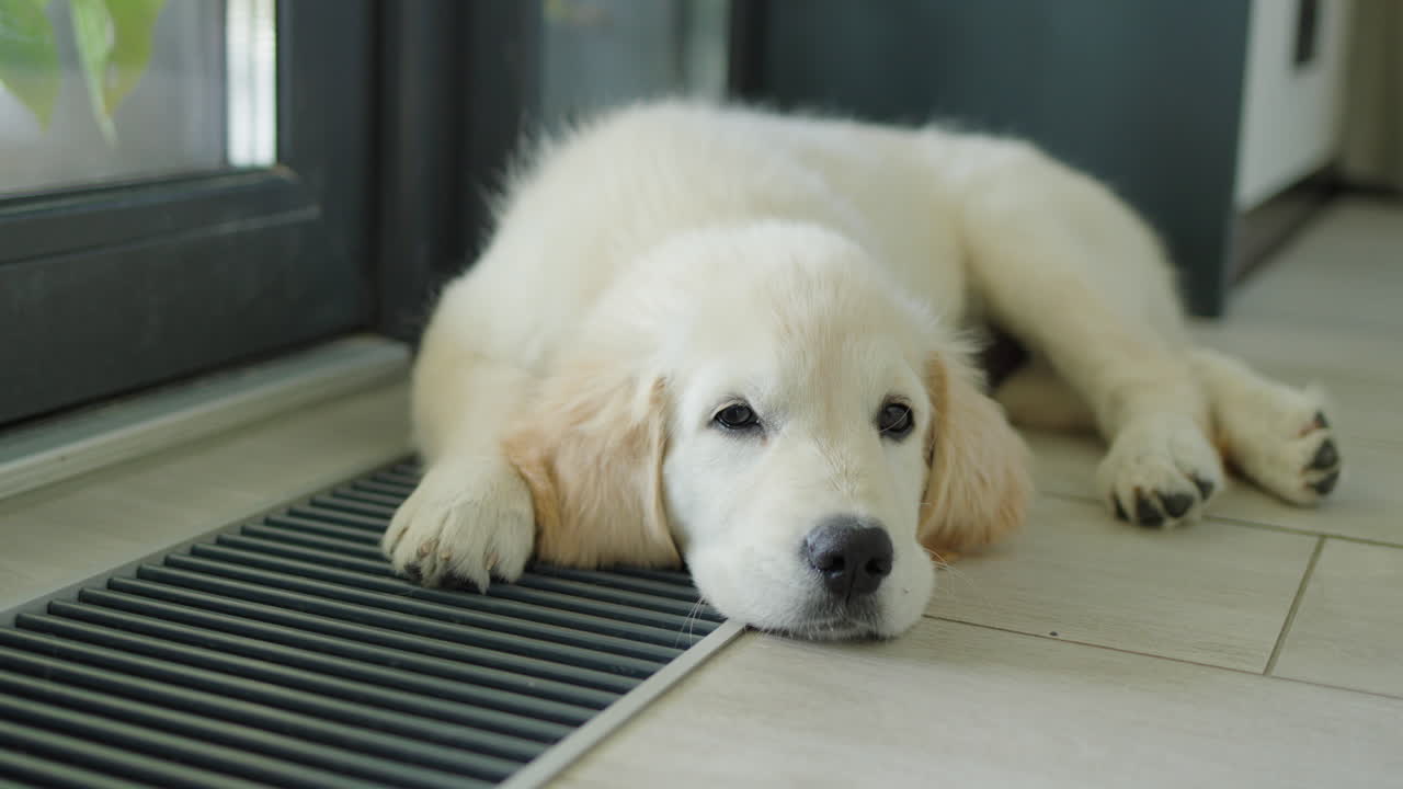 귀여운 강아지가 집 난방 시스템에서 따뜻해지는 바닥 컨터에 누워 있습니다.