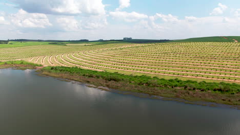 Vista-Aérea-De-Una-Plantación-De-Café-En-Un-Día-Soleado