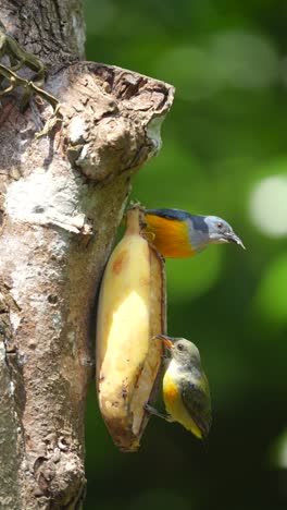 adorable orange bellied flowerpecker bird eating banana on the tree in the conservation area