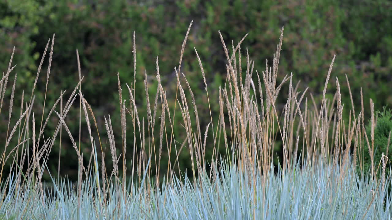 Dry grass spikes above blue fescue in natural landscape