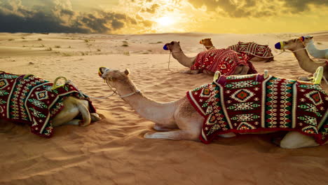 Camellos-Sentados-En-La-Arena-En-El-Desierto-Del-Medio-Oriente-Sahara,-Camello,-Animal,-Efecto-De-Reemplazo-Del-Cielo,-Nubes,-Puesta-De-Sol,-árabe,-Paisaje,-Viaje,-Vida-Silvestre