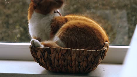 cat sitting inside a small wicker basket by a window 3