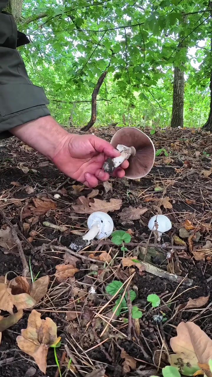 Vertical Male hand carefully harvesting delicate wild mushrooms growing on autumn forest floor