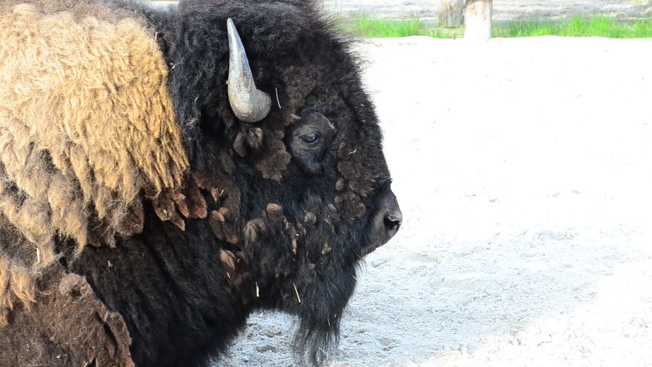 Ritratto di bisonte. Corna e testa