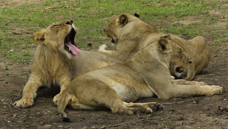 mannelijke leeuw met twee zwangere vrouwtjes die in een open ruimte in de savanne liggen