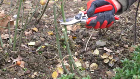 cerca de alguien podando arbustos de rosas con tijeras de jardinería