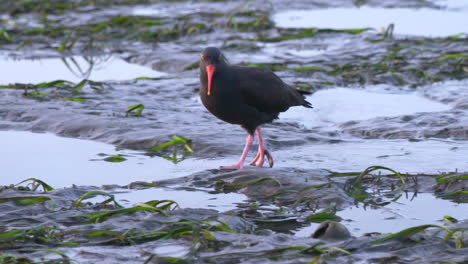 Ostrero-Negro-Caminando-En-La-Playa-En-Busca-De-Comida