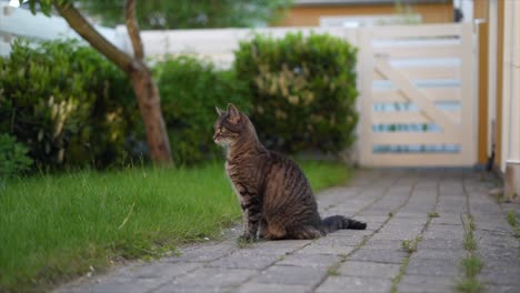 一只猫坐在花园砖路上