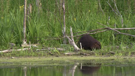 chubby beaver waddles on forest lake shore sniffing green plants