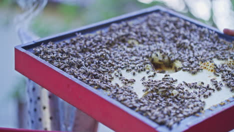 bees producing honey on honeycomb