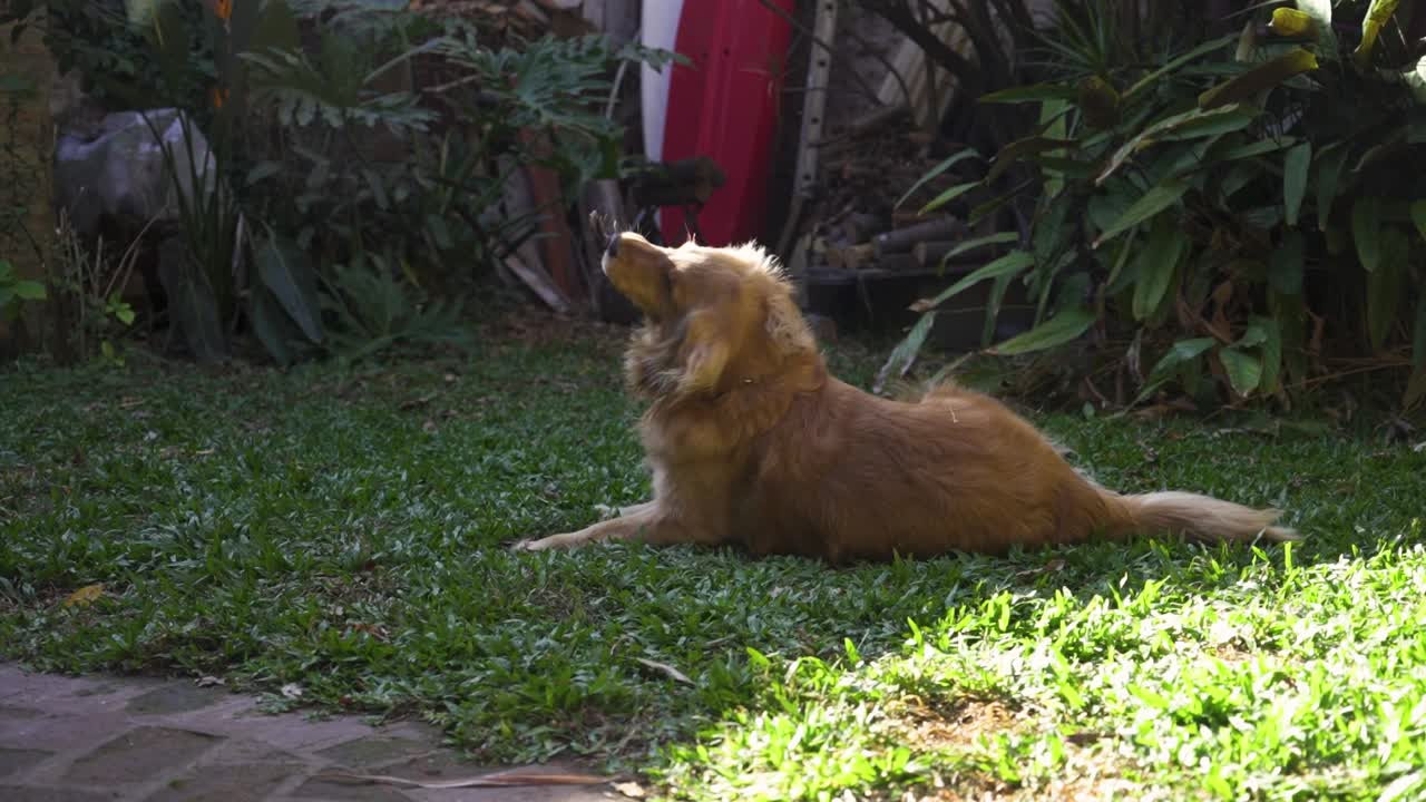 천천히 움직이는 잔디에 누워있는 황금 개