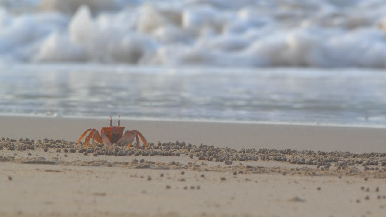 Krabbe som former sandkorn mens den spiser i strandkanten, Piura Peru