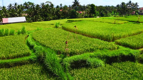 patches of green rice crops in agricultural plantation in ubud, bali