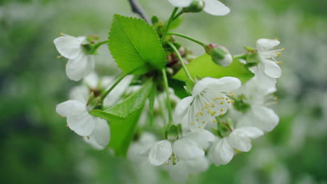 flores blancas en el cerezo. fondo de primavera. cerezo en flor