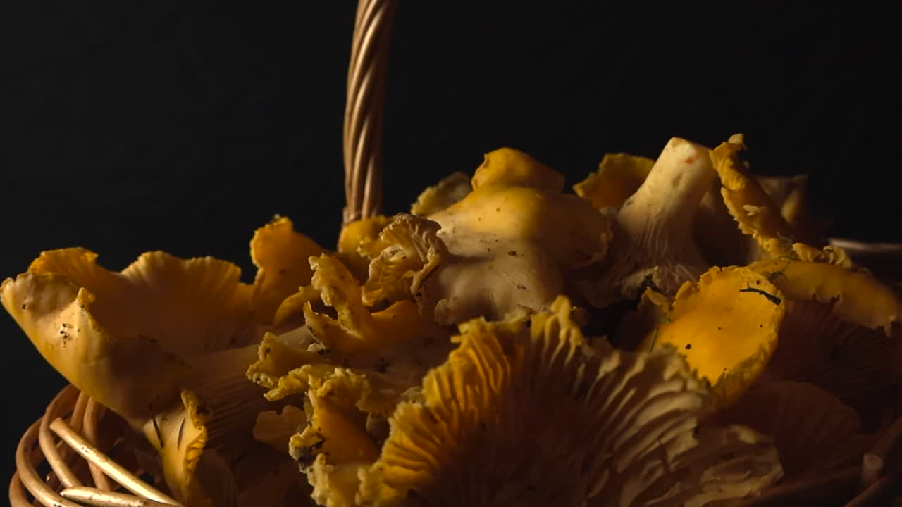 Golden yellow and orange colored Chanterelle musrooms in a traditional woven basket in front of a black studio background under good studio lights. Shallow depth of field and bokeh blurry background