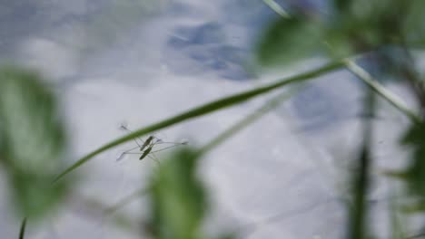 close up shot of a water strider walking on the water behind green leaves in slow motion