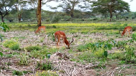 Una-Manada-De-Jóvenes-Solteros-De-Impalas-Muy-Relajados-Pastan-En-La-Hierba-En-Una-Llanura-En-Kenia