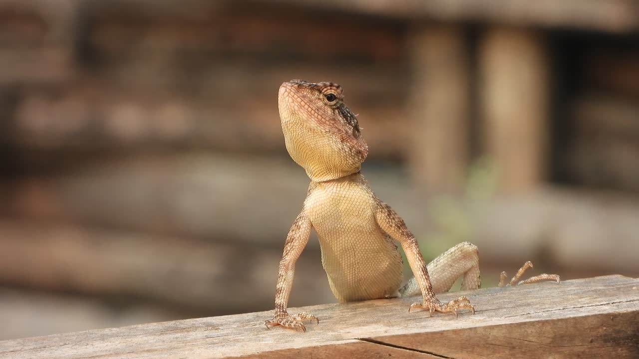 의자 에 있는 도마 ⁇  - 금색 - 아름답다