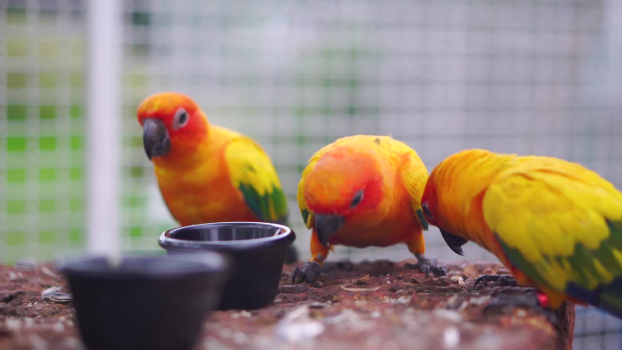 음식 을 먹고 있는 아름다운 무새 들 의 집단, 구리 에 앉은 무 새 들