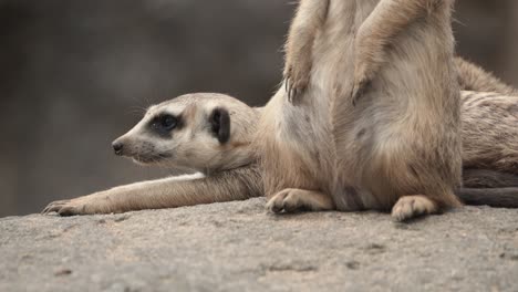 Meerkat-is-resting-on-ground-or-rock,-next-to-another-vigilant-protective-adult